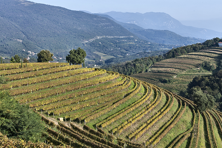 Gravner vigneto Dedno 2 foto A.Barsanti_webb